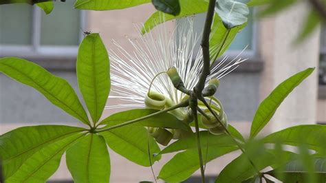 發財樹花苞